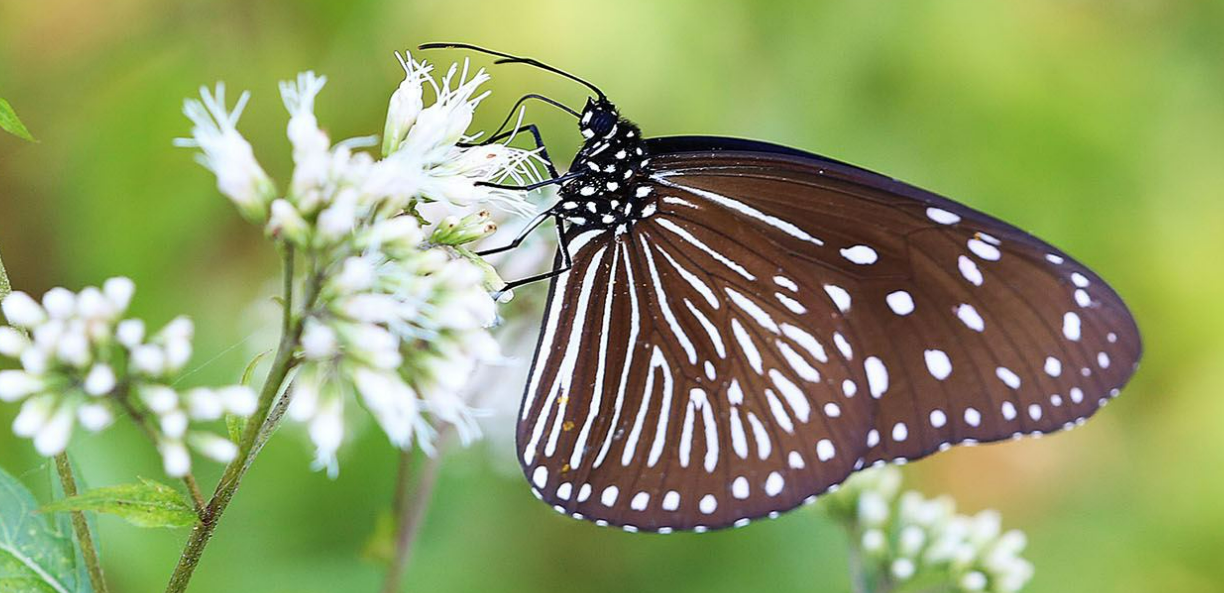 Migration de papillons : une autoroute a été temporairement fermée