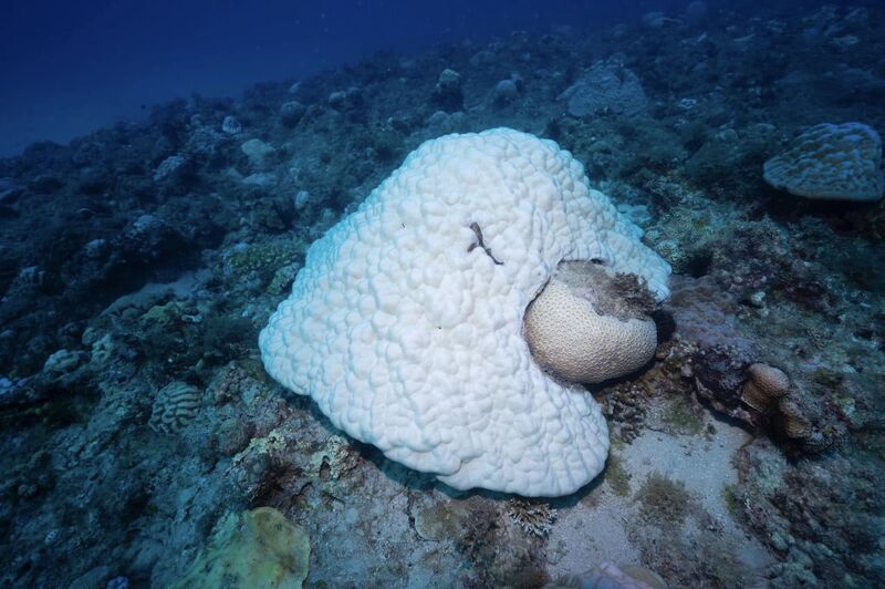 Des chercheurs appellent à freiner les activités aquatiques pour protéger les coraux
