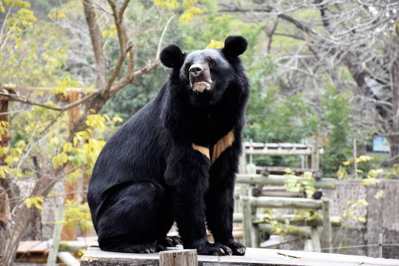 L’ITRI développe un système IA de guidage animalier pour une visite AR de l’ours noir formosan