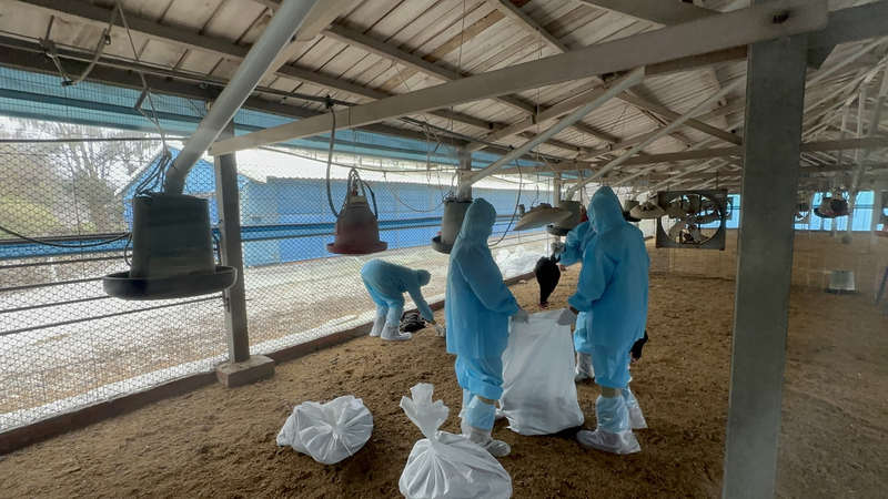 Grippe aviaire : abattage d’un élevage de volailles à Changhua