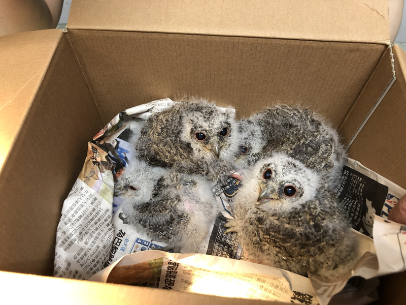 Plus d'oiseaux meurent en raison des chocs contre les vitres