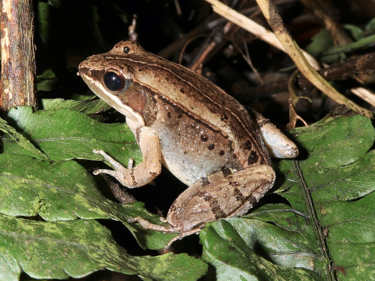 Une nouvelle espèce endémique de grenouille en danger critique d'extinction
