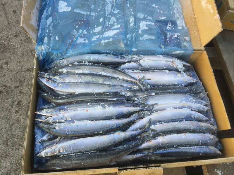 Neuf pays dont Taïwan s’engagent à réduire la pêche au balaou du Pacifique