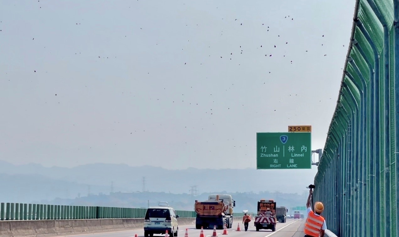 Contrôle de la circulation sur le tronçon autoroutier de Linnei pour favoriser le passage des papillons (photo fournie par le bureau des autoroutes)