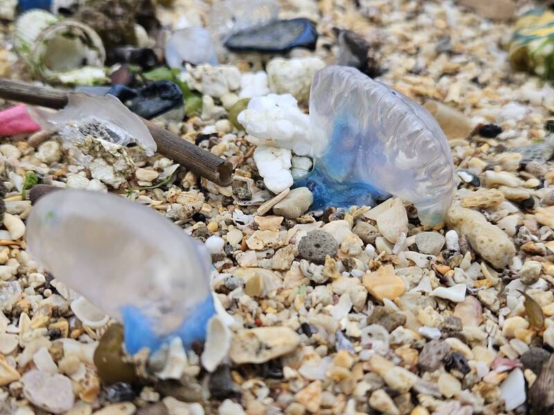 Appel à la vigilance après la découverte de méduses physalies sur la côte nord de Taïwan